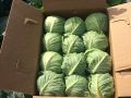 Green Cabbage