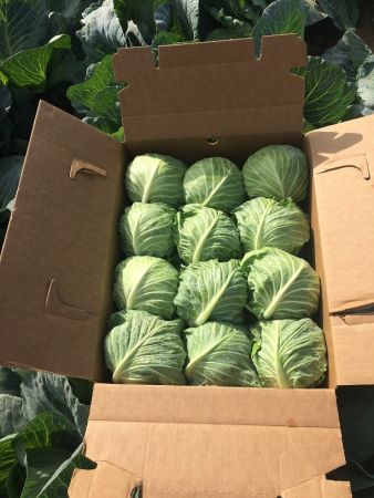 Green Cabbage